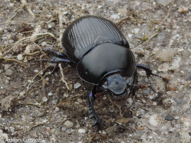 Dung beetle 5