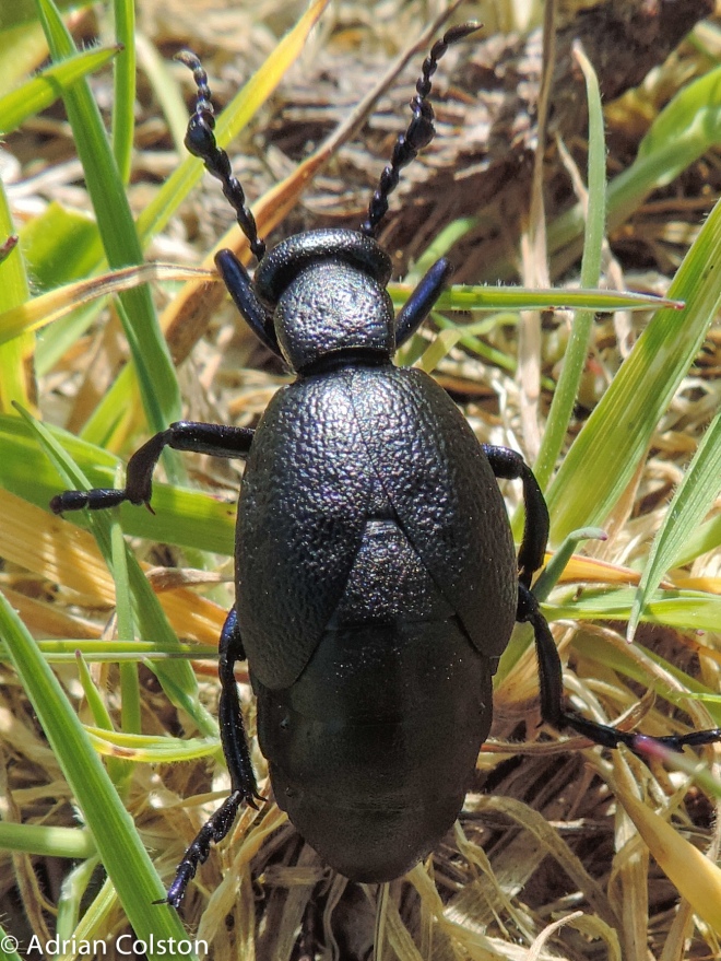 Oil beetle 2