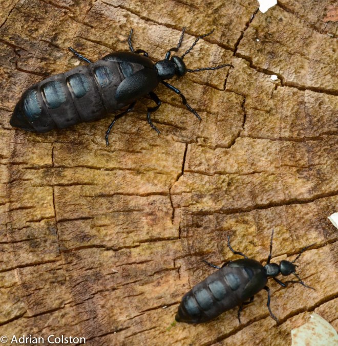 Oil beetles