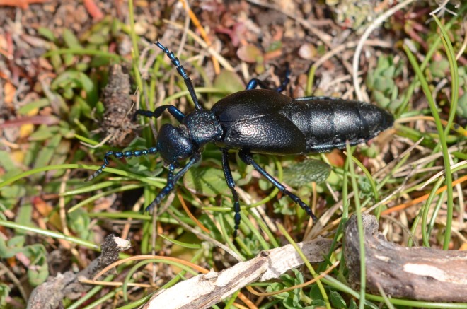 Oil beetle 1