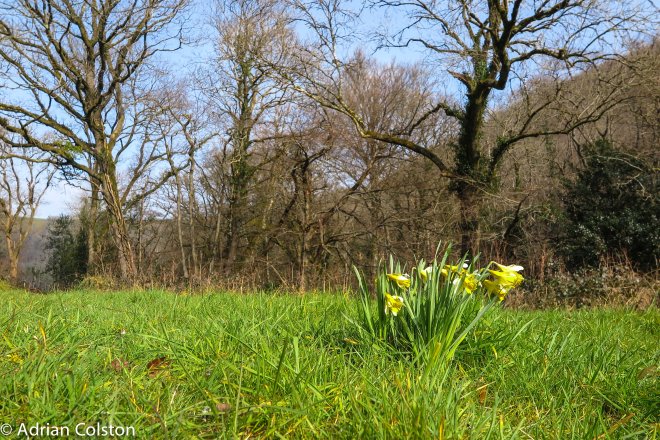 Wild daffodils - Cod Wood 1