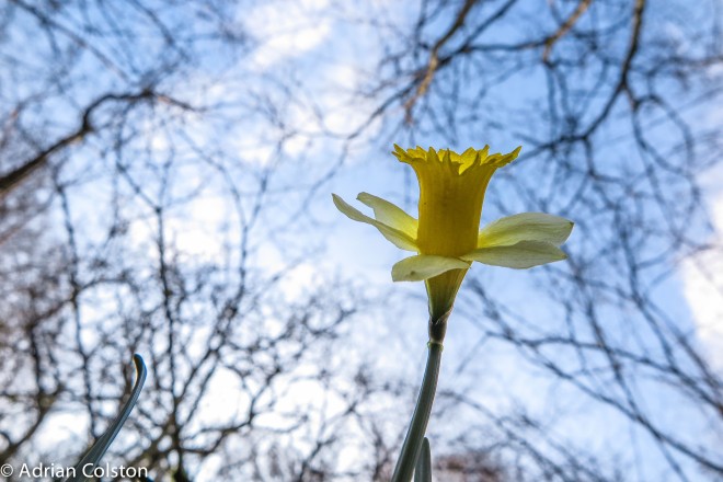 Wild daffodils - Cod Wood 3