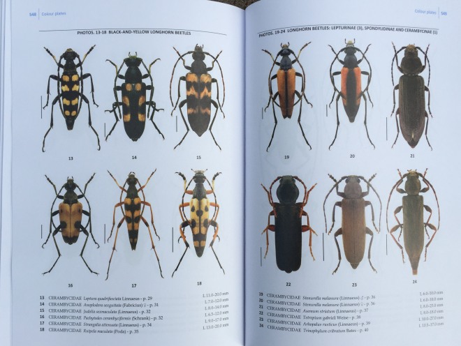 Beetles vol 4 3