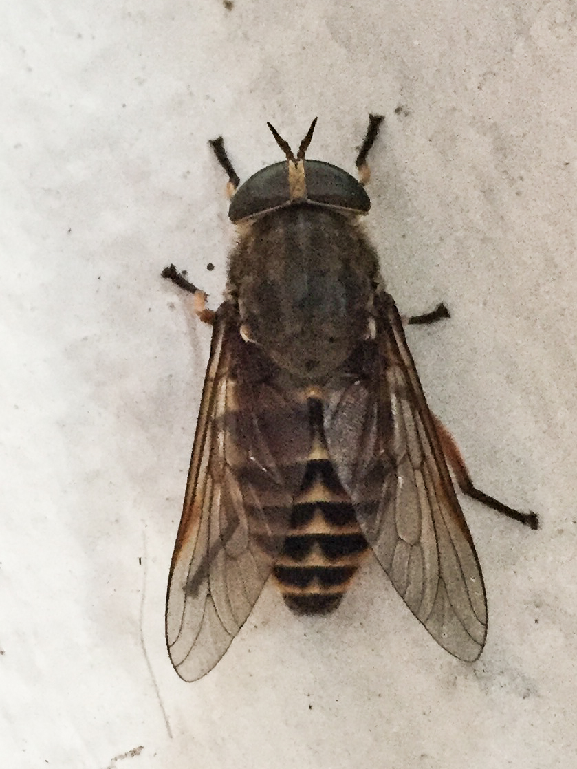 Dark giant horsefly – A Dartmoor blog